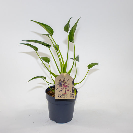 Alocasia 'Tiny Dancer' Ø11cm H35cm