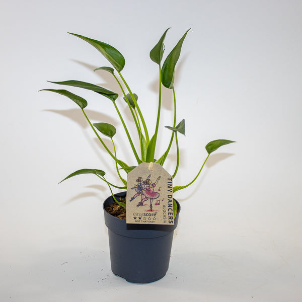 Alocasia 'Tiny Dancer' Ø11cm H35cm