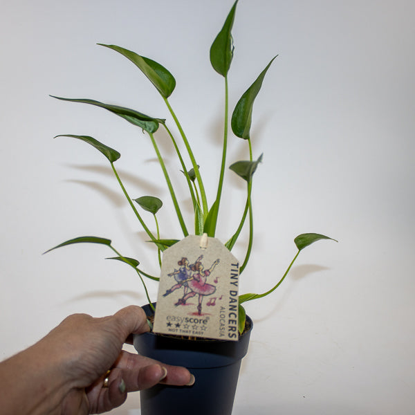 Alocasia 'Tiny Dancer' Ø11cm H35cm