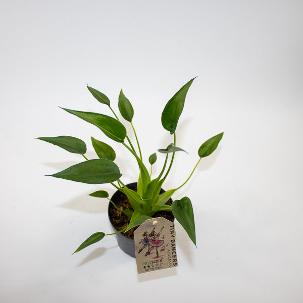 Alocasia 'Tiny Dancer' Ø11cm H35cm