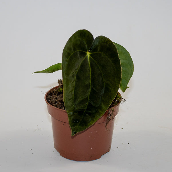 Anthurium 'Ace of Spades' x A. dressleri Ø9cm H10cm