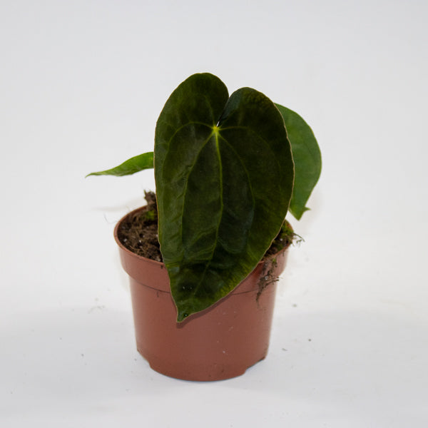 Anthurium 'Ace of Spades' x A. dressleri Ø9cm H10cm