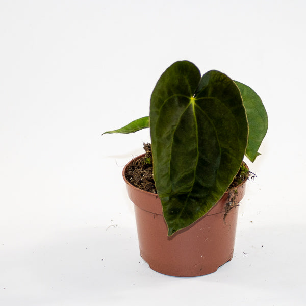 Anthurium 'Ace of Spades' x A. dressleri Ø9cm H10cm