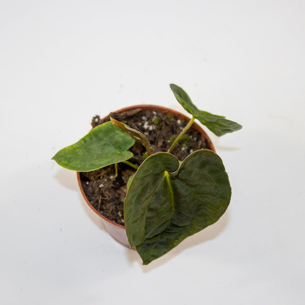 Anthurium 'Ace of Spades' x A. dressleri Ø9cm H10cm