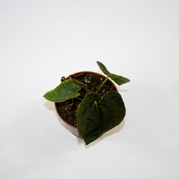Anthurium 'Ace of Spades' x A. dressleri Ø9cm H10cm