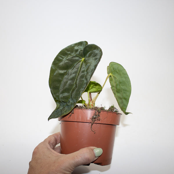 Anthurium 'Ace of Spades' x A. dressleri Ø9cm H10cm