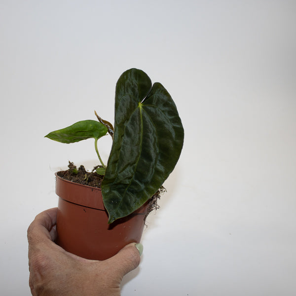 Anthurium 'Ace of Spades' x A. dressleri Ø9cm H10cm