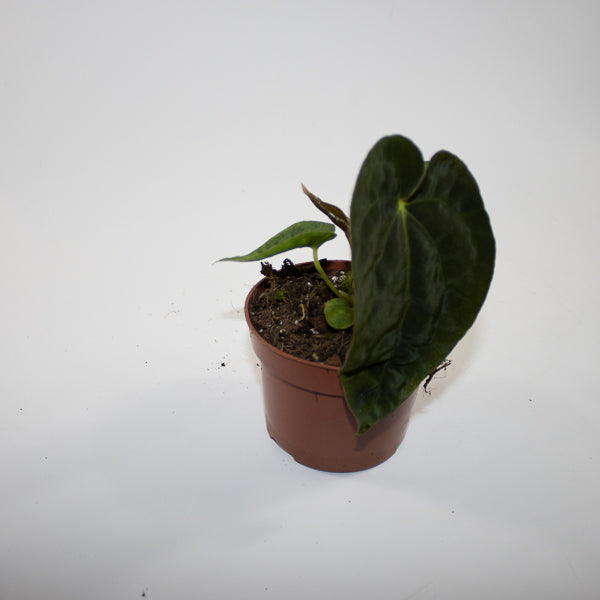 Anthurium 'Ace of Spades' x A. dressleri Ø9cm H10cm