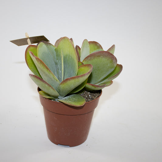 Kalanchoe thyrsiflora Ø12cm H20cm
