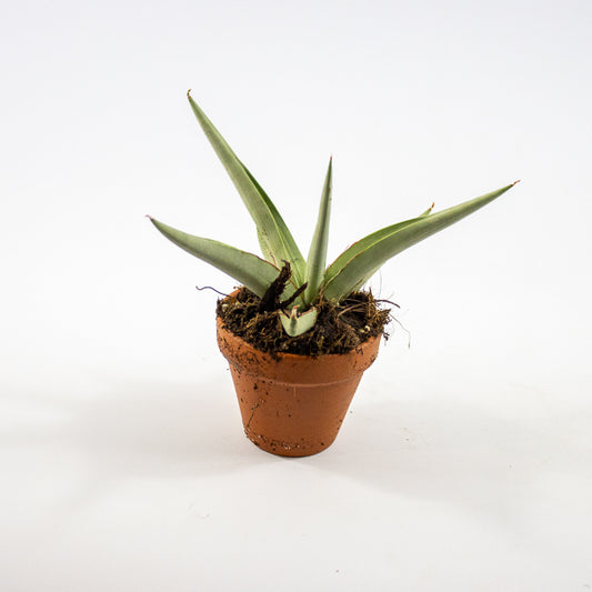 Sansevieria 'Swan Dancer' Ø8cm H15cm