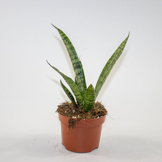 Sansevieria 'Everest' Ø10.5cm H15cm