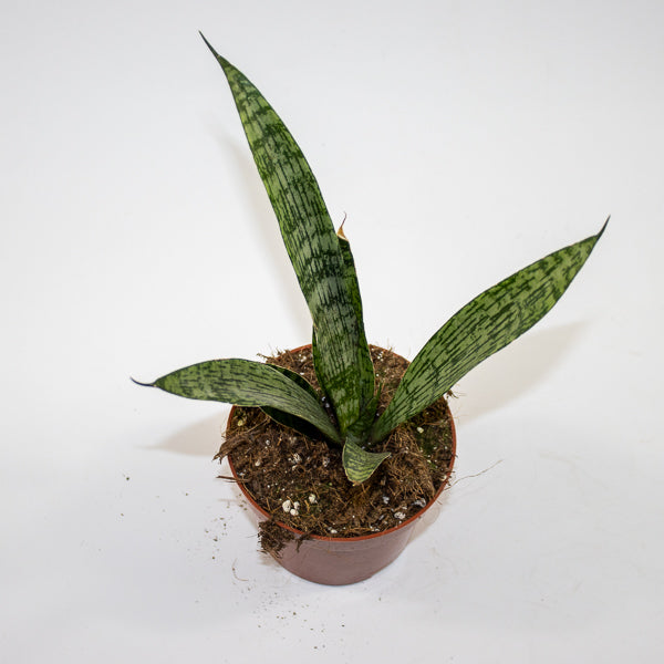 Sansevieria 'Everest' Ø10.5cm H15cm