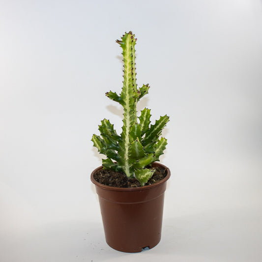 Euphorbia lactea Ø17cm H30cm