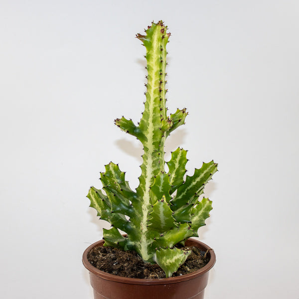 Euphorbia lactea Ø17cm H30cm