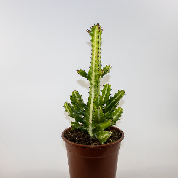 Euphorbia lactea Ø17cm H30cm
