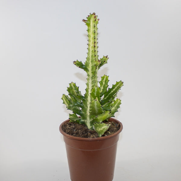 Euphorbia lactea Ø17cm H30cm