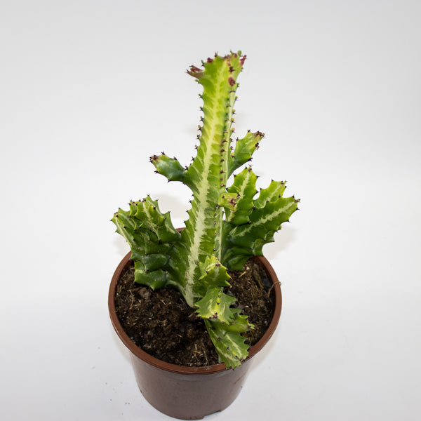 Euphorbia lactea Ø17cm H30cm