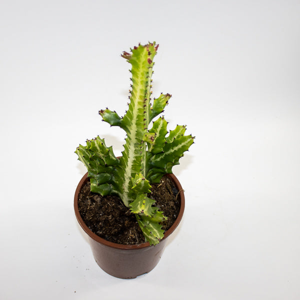 Euphorbia lactea Ø17cm H30cm
