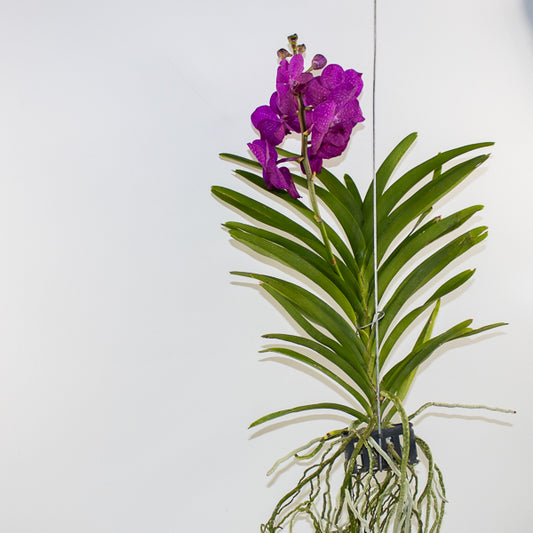 Vanda 15cm H60cm