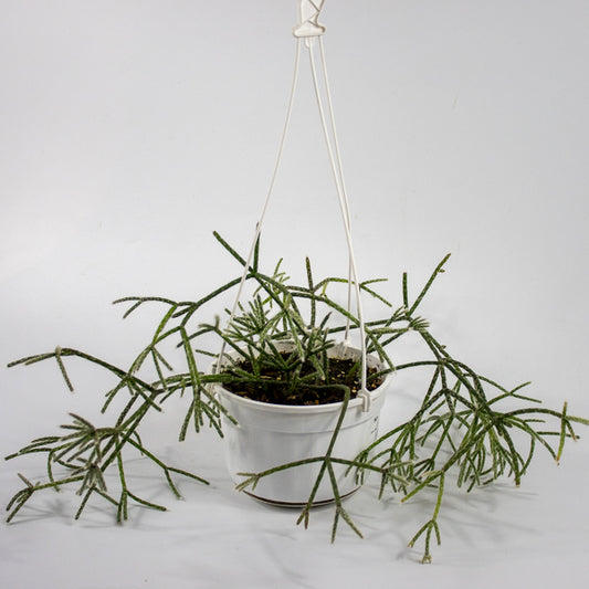 Rhipsalis pilocarpa -Hairy-fruited wickerware cactus 14cm H30cm