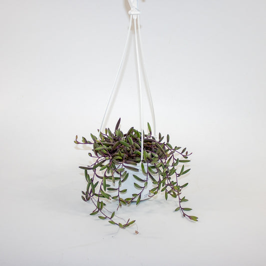 Othonna capensis 'Ruby Necklace' 14cm H30cm