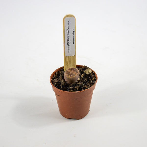 Lithop  mix 5.5cm H10cm