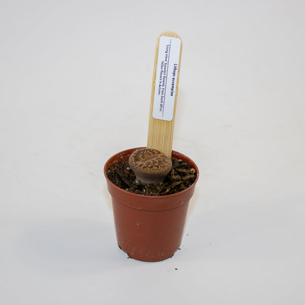 Lithop  mix 5.5cm H10cm