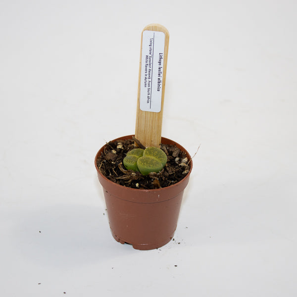 Lithop  mix 5.5cm H10cm