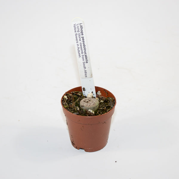 Lithop  mix 5.5cm H10cm