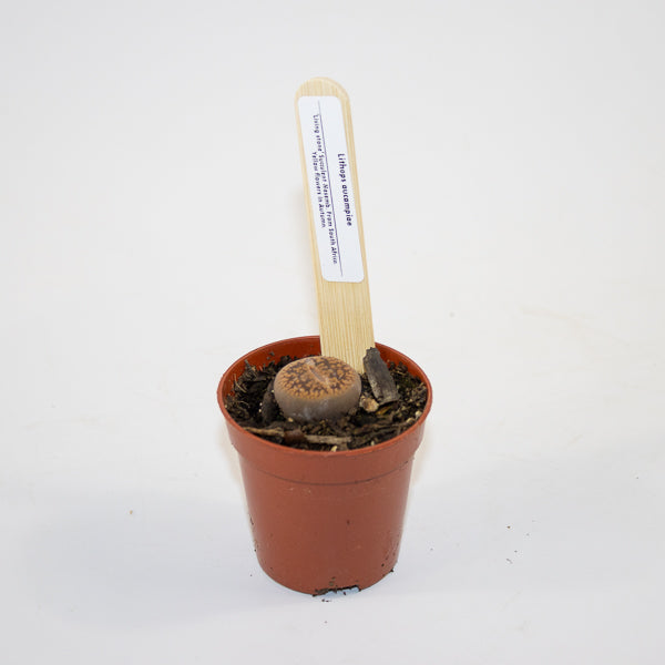 Lithop  mix 5.5cm H10cm