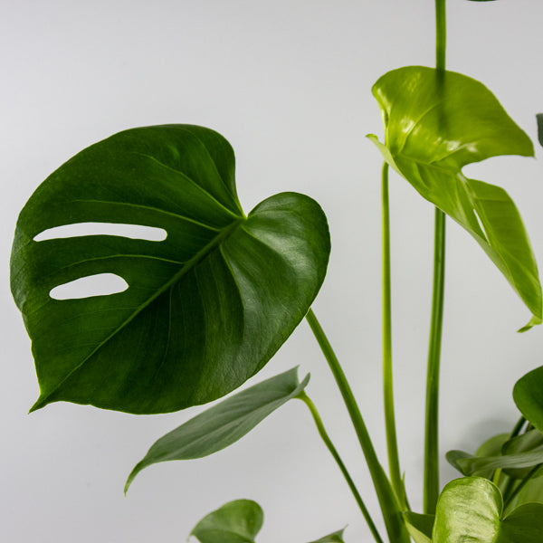 Monstera deliciosa Ø24cm H100cm