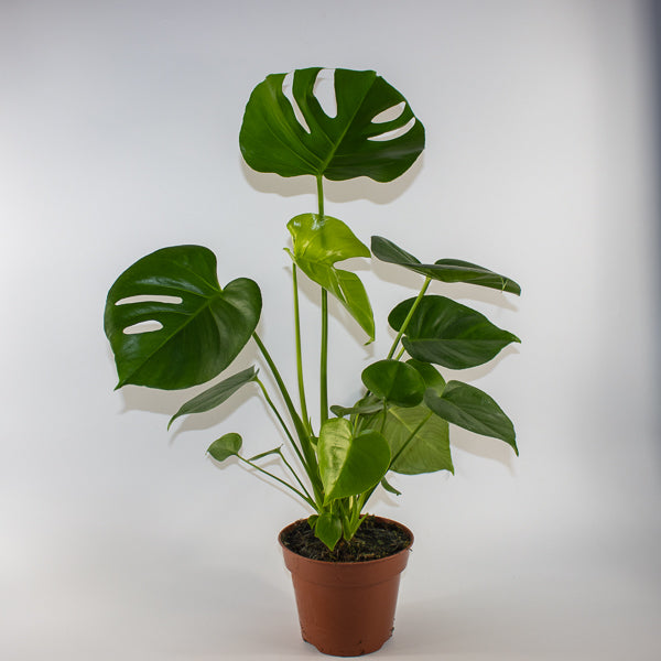 Monstera deliciosa Ø24cm H100cm