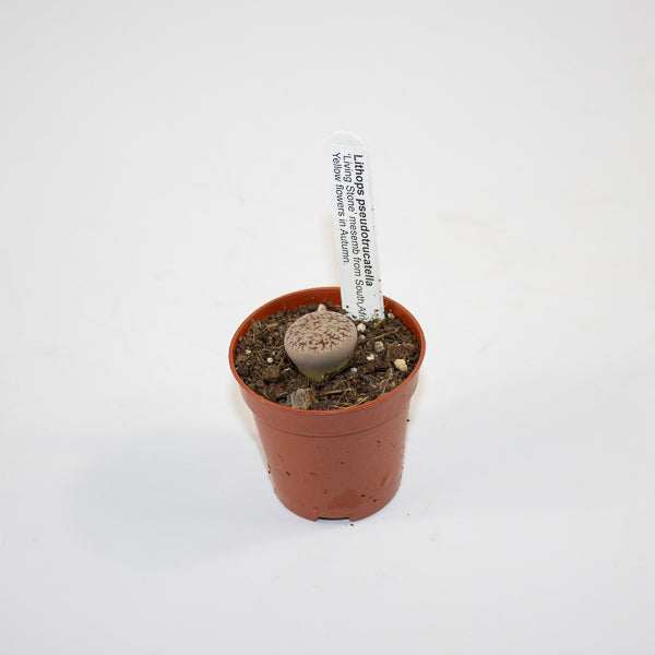 Lithop  mix 5.5cm H10cm