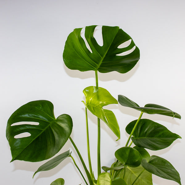 Monstera Deliciosa