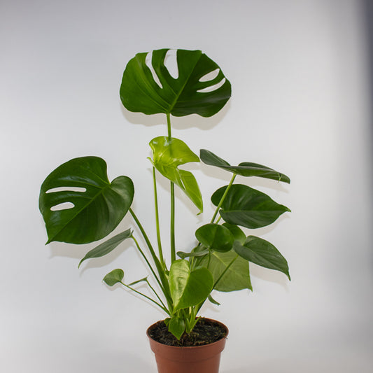 Monstera deliciosa Ø24cm H100cm