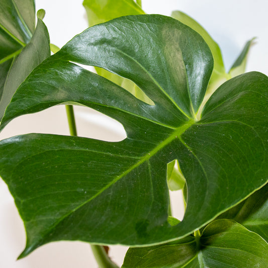 Monstera deliciosa Ø21cm H75cm