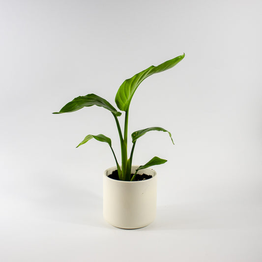 Strelitzia Nicolai in Cambridge Ceramic