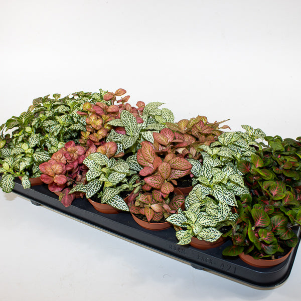 Fittonia albivenis 9