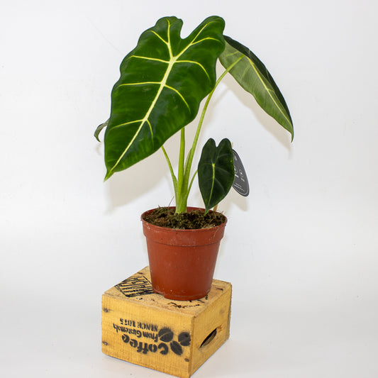 Alocasia micholitziana Frydek 12cm H40cm
