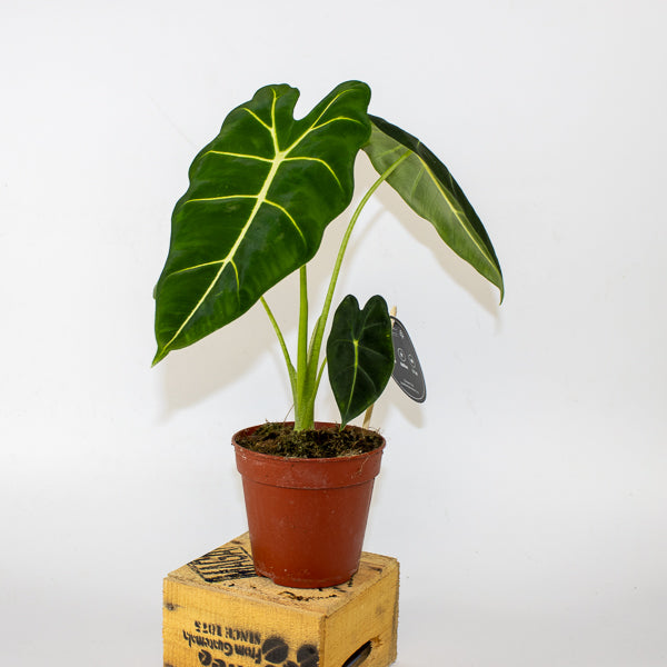 Alocasia micholitziana Frydek 12cm H40cm