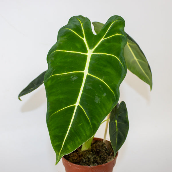 Alocasia micholitziana Frydek 12cm H40cm