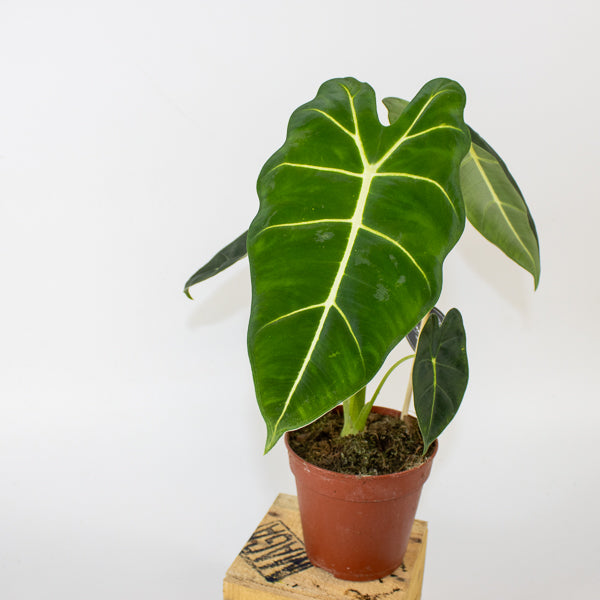 Alocasia micholitziana Frydek 12cm H40cm