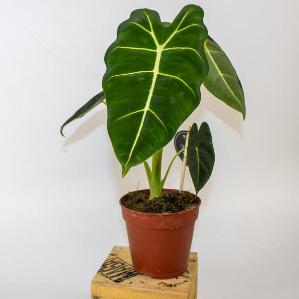 Alocasia micholitziana Frydek 12cm H40cm