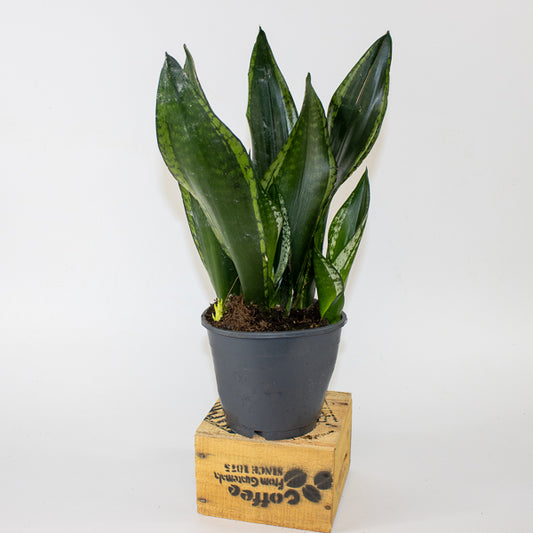 Sansevieria Silver Flame 14cm H40cm