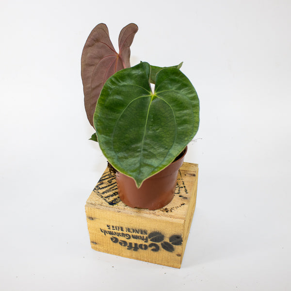 Anthurium papillilaminum 10.5cm H15cm