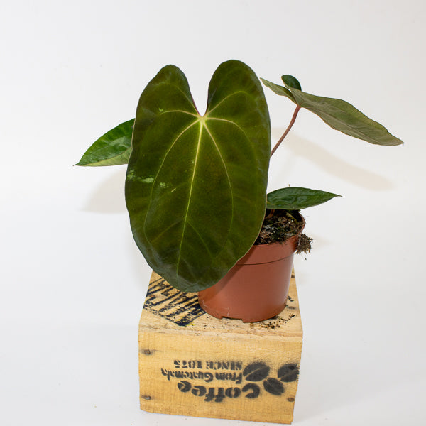 Anthurium papillilaminum 10.5cm H15cm