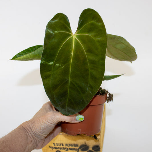 Anthurium papillilaminum 10.5cm H15cm