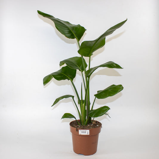 Strelitzia nicolai 17cm H65cm