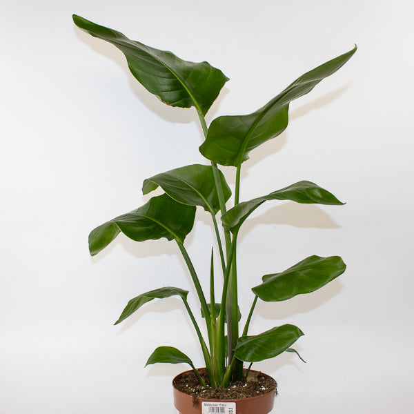 Strelitzia nicolai 17cm H65cm