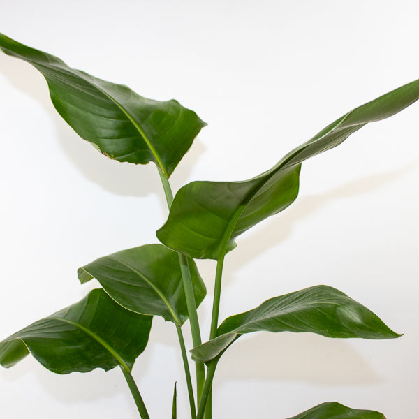 Strelitzia nicolai 17cm H65cm